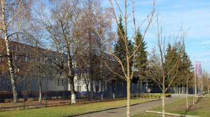 Клёны вместо ясеней