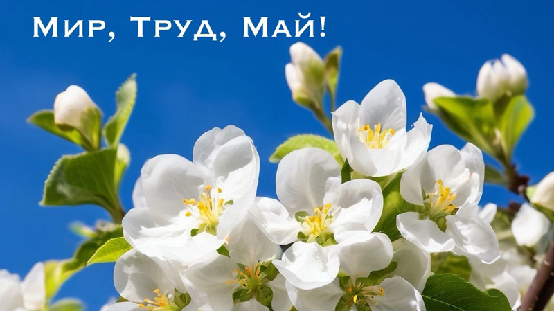 https://termotron.ru/image/cache/image/catalog/Novosti/pervomay-tit_800x449.jpg